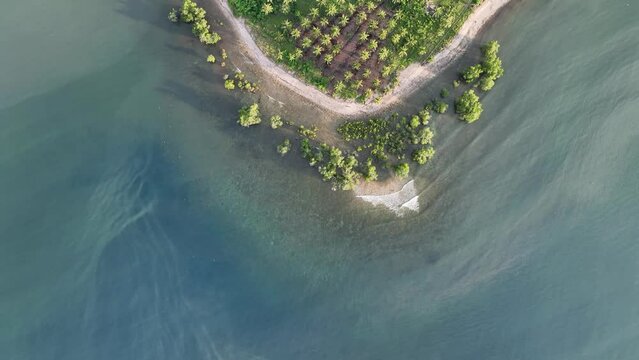 Aerial view scenic coastal coconut plantation. Cinematic overhead drone flight over turquoise ocean with waves breaking on white sand tropical island beach