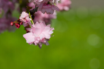a pink sakura flower close-up