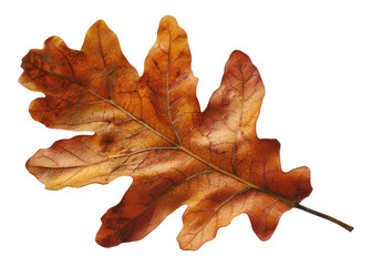 PNG Oak leaf produce animal plant