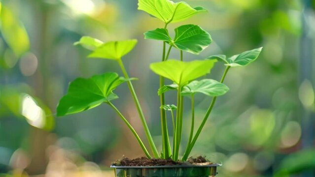 video elephant ears in a pot