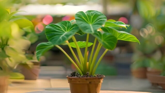 video elephant ears in a pot