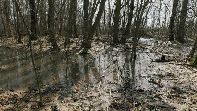 Flooded Area In Forest. Flooded Forest With Spring Puddle. Steadicam Shot.
