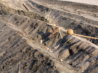 Macrofotografia in primo piano di spiaggia solitaria, con orme di pneumatici, legnetti solitari. 