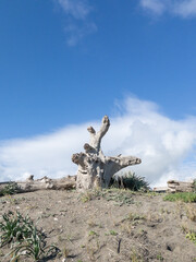 Cielo blue primaverile con nuvola di sfondo, spiaggia marina con tonchi secchi.