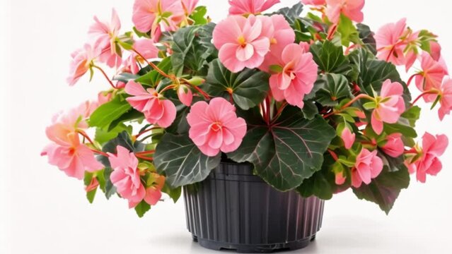 video begonias in pots
