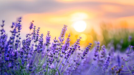 Fototapeta premium Amazing blooming landscape with purple lavender fields in summer in France