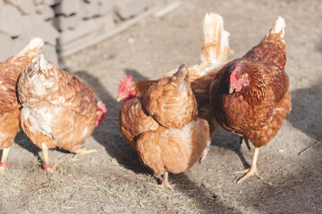 Domestic chicken with brown and white feathers running around the yard in the free range. Organic chickens. Homegrown eggs. Funny expression
