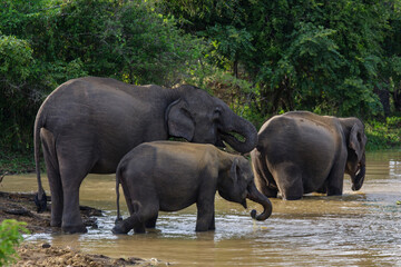 Herd of Sri Lankan Elephants (Elephas maximus maximus) at a waterhole at Yala National Park, Sri...