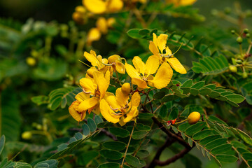 Yala National Park, Southern and Uva Provinces, Sri Lanka