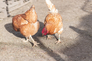 Domestic chicken with brown and white feathers running around the yard in the free range. Organic chickens. Homegrown eggs. Funny expression