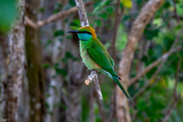 Yala National Park, Southern and Uva Provinces, Sri Lanka