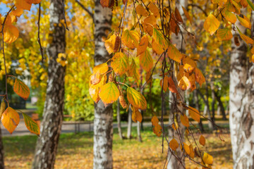 In autumn, the leaves and catkins of the birch tree turned yellow. A walk through the autumn park. Autumn concept