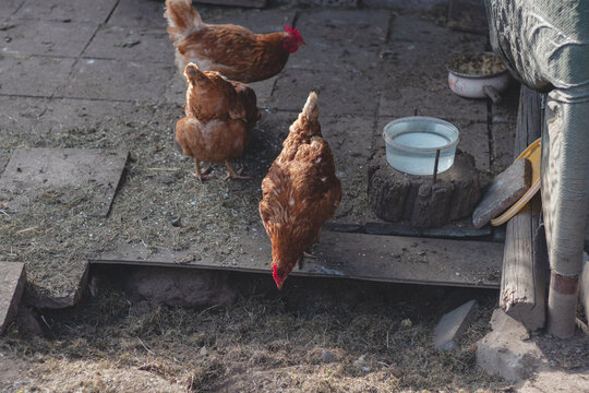 Domestic chicken with brown and white feathers running around the yard in the free range. Organic chickens. Homegrown eggs. Funny expression