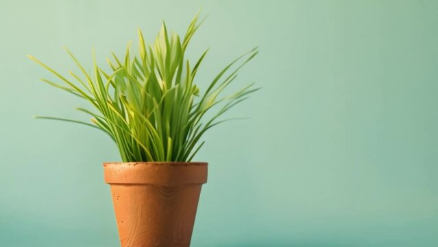 video grass in pot