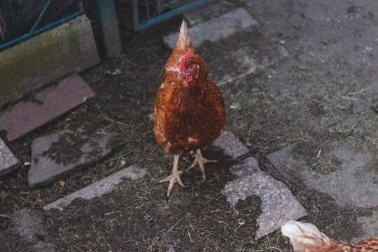 Domestic chicken with brown and white feathers running around the yard in the free range. Organic chickens. Homegrown eggs. Funny expression