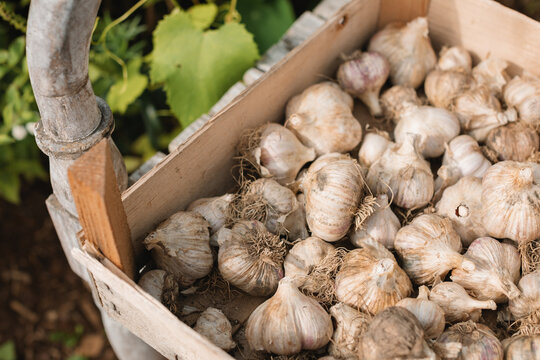 Close-up of a crate of freshly picked garlic on a garden bench in autumn sunlight, Belarus