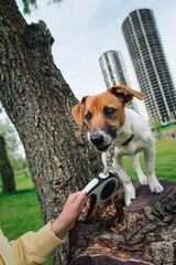 Small Jack Russell terrier standing in the park. Owner holds the dog on a leash