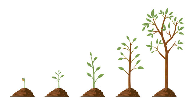 Tree grow. Plant growth from seed to sapling with green leaf. Stages of seedling and growing trees in soil. Gardening process vector concept. Eco, botanical cultivation, green foliage