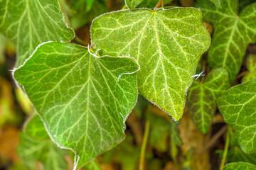 green grass with frost in the autumn garden, frost on the grass. Morning frost. Frost. Late fall.