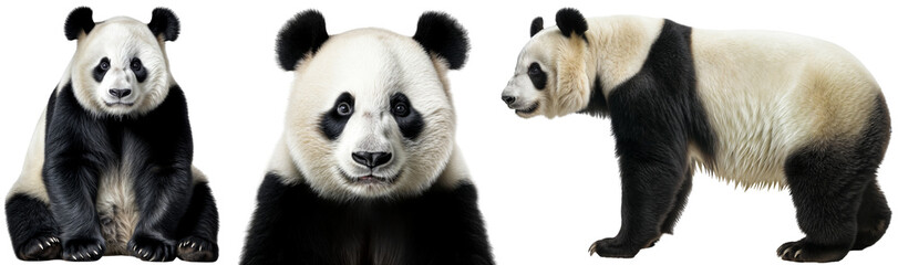 Giant panda collection, sitting, portrait and standing, isolated on a white background