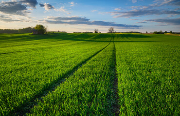 Ecological green grain field in the countryside far from the city