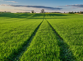 Tractor tire tracks on a green large field of green grain