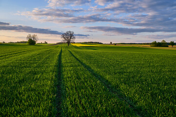 Evening sky with colorful clouds over a green wheat field in early spring with an oak tree in between