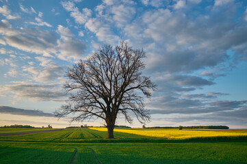 An oak tree without leaves between picturesque fields in the countryside