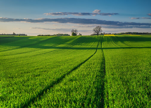 Huge green cereal field in spring in an ecological farming area