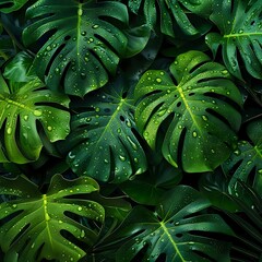 Dark Background: Monstera Leaves with Glistening Water Droplets