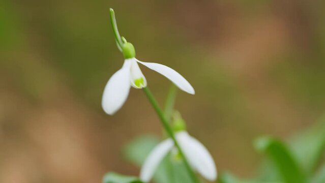 First Beautiful Snowdrops In Spring. Galanthus Is A Small Bulbous Perennial Herbaceous Plant. White Spring Snowdrops.