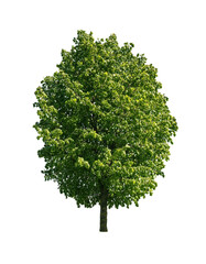 Tree isolated on transparent background, png file
