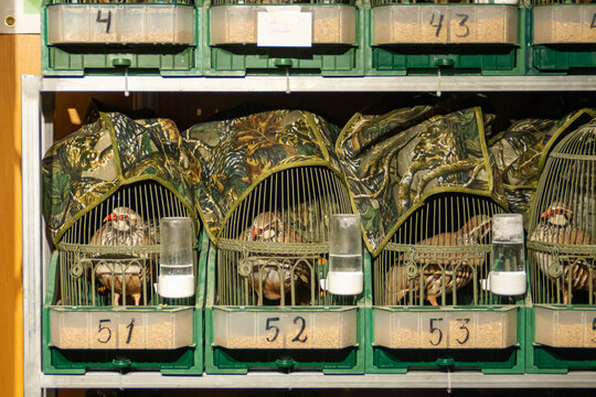 Ejemplares macho de perdiz roja, Alectoris rufa, enjaulados para ser utilizados como reclamo. VIII Feria Cinegética de San Silvestre de Guzmán en septiembre de 2019, Huelva, España.