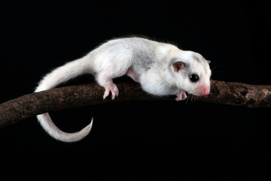 Close-up of a baby sugar glider (Petaurus breviceps) on a branch, Indonesia