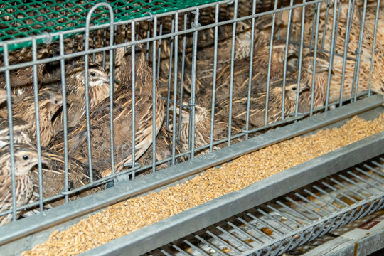 Codornices domésticas, Coturnix japonica, enjauladas y expuestas para su venta. VIII Feria de Caza de San Silvestre de Guzmán en septiembre de 2019, Huelva, España.