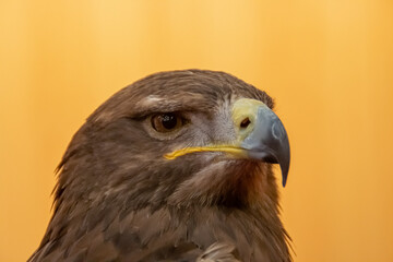 Cabeza de águila esteparia, Aquila nipalensis, ave rapaz utilizada en cetrería. VIII Feria de...