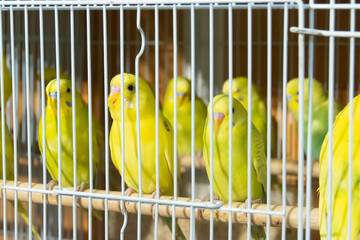 Periquitos , Melopsittacus undulatus, enjaulados y expuestos para su venta. VIII Feria de Caza de...