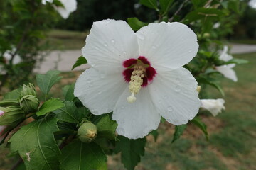 Dew on white crimsoneyed flower of Hibiscus syriacus in August