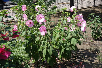 Bush of light pink Hibiscus moscheutos in bloom in August