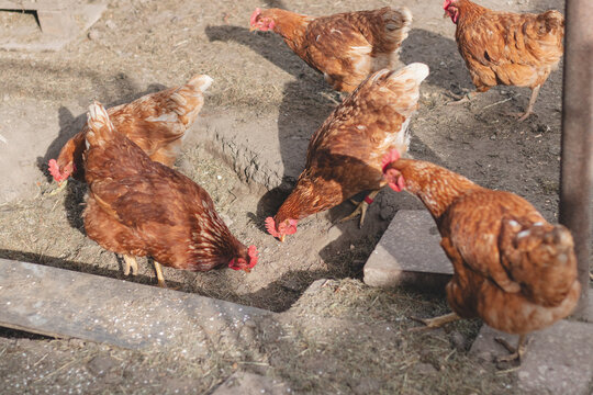 Domestic chicken with brown and white feathers running around the yard in the free range. Organic chickens. Homegrown eggs. Funny expression