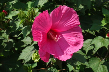 Buds and vibrant pink flower of Hibiscus moscheutos in July