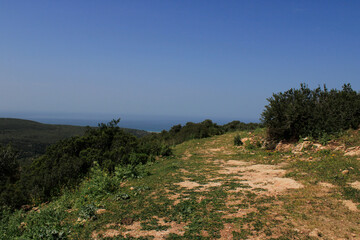 A dirt road winds uphill through Park Carmel in Haifa, Israel, with a view of the Mediterranean Sea in the distance. The road is lined with low green bushes and patches of wildflowers.