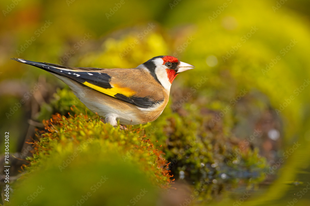 Wall mural szczygieł (carduelis carduelis)