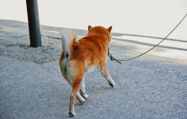 a dog is walking on a sidewalk with a rope around its neck.