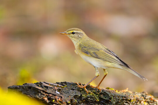 piecuszek (Phylloscopus trochilus)