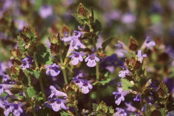Obraz na płótnie Canvas lavender flowers in the garden