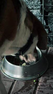 A tricolor dog is excitedly eating dog food from a metal plate in a beautiful gazebo. A high quality. Close-up