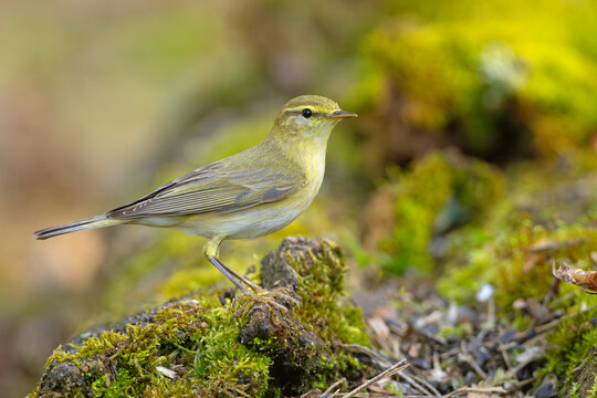 piecuszek (Phylloscopus trochilus)