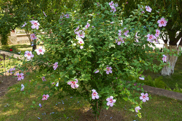 Full length view of Hibiscus syriacus bush in bloom in August