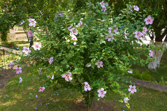Full length view of Hibiscus syriacus bush in bloom in August